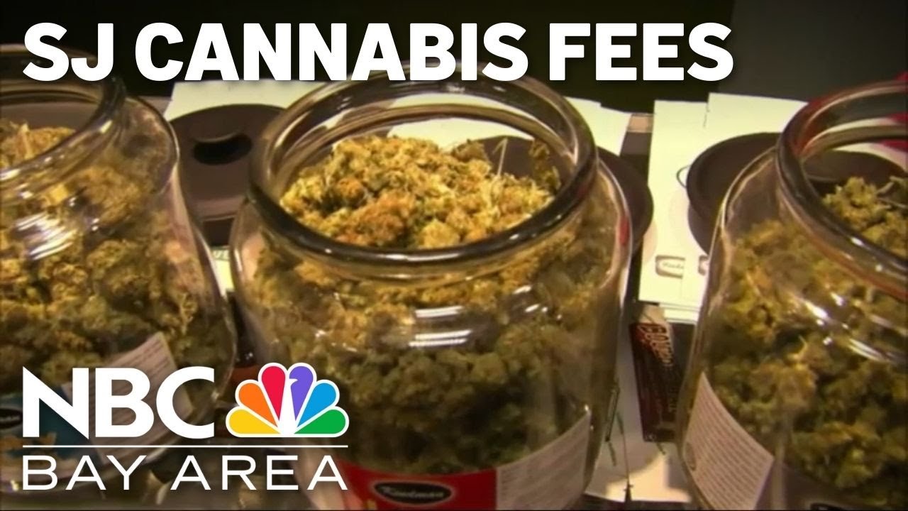 san jose cannabis businesses at