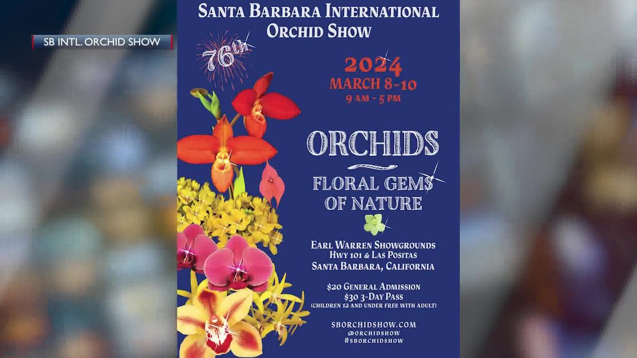 Santa Barbara International Orchid Festival Joins Morning News 2 santa barbara international orch