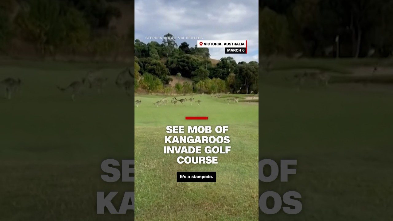 see mob of kangaroos invade golf
