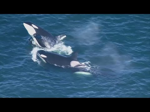 southern resident orcas could be