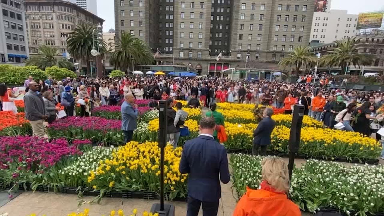 tulip day 2024 festival brings h