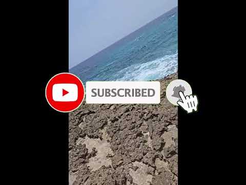 2024 sargassum monitoring offici
