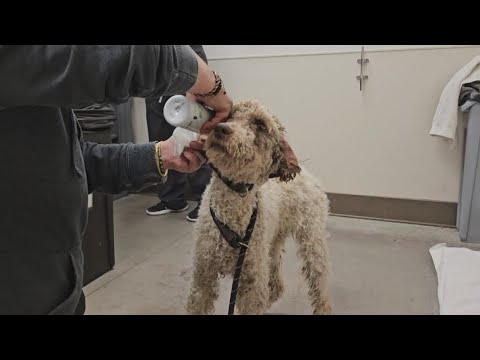 a new leash on life mason county