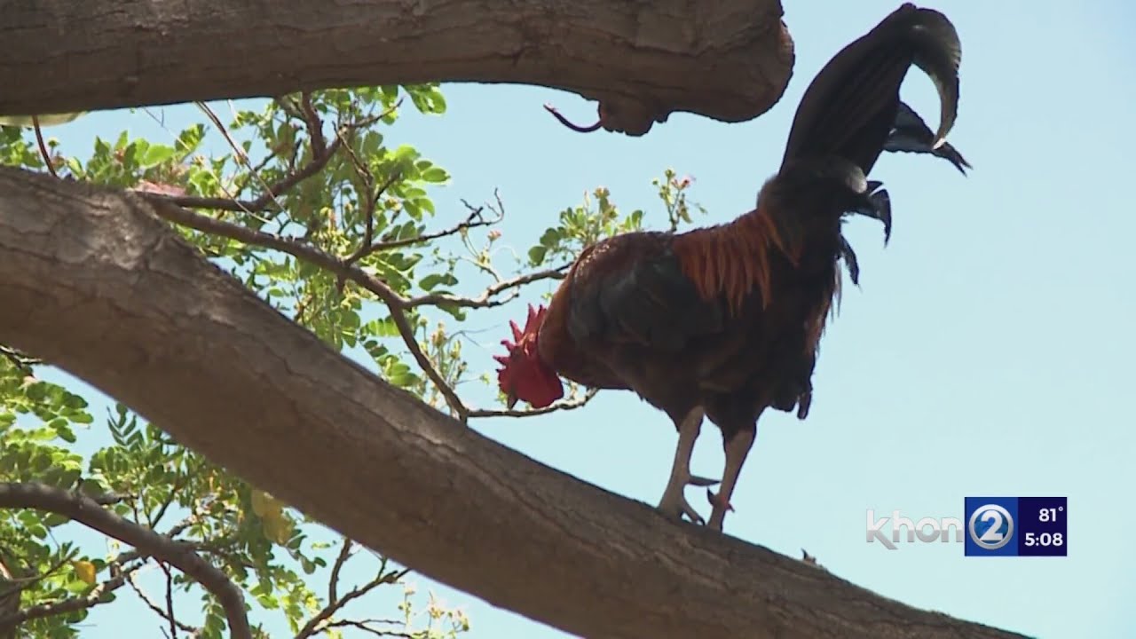 hawaii animal cruelty bills die