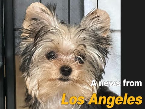 korea teacup puppies review news