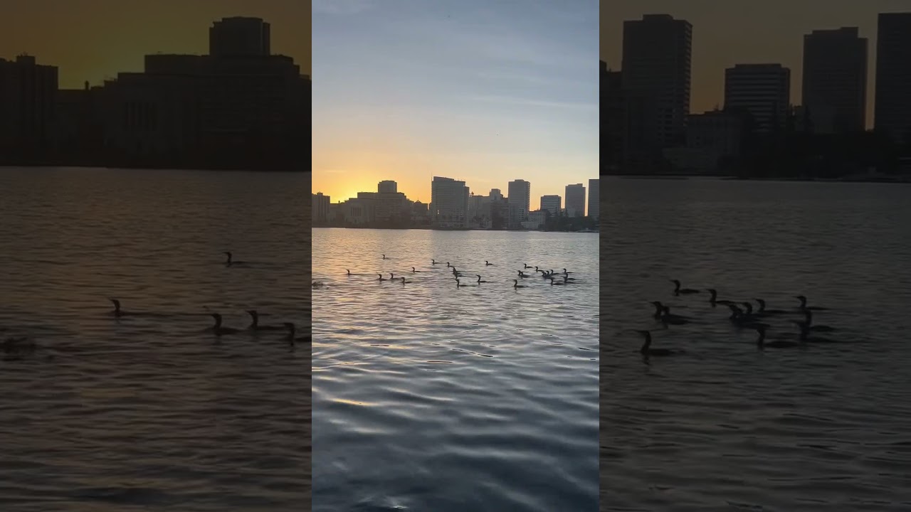 lake merritt atardecer lakemerr