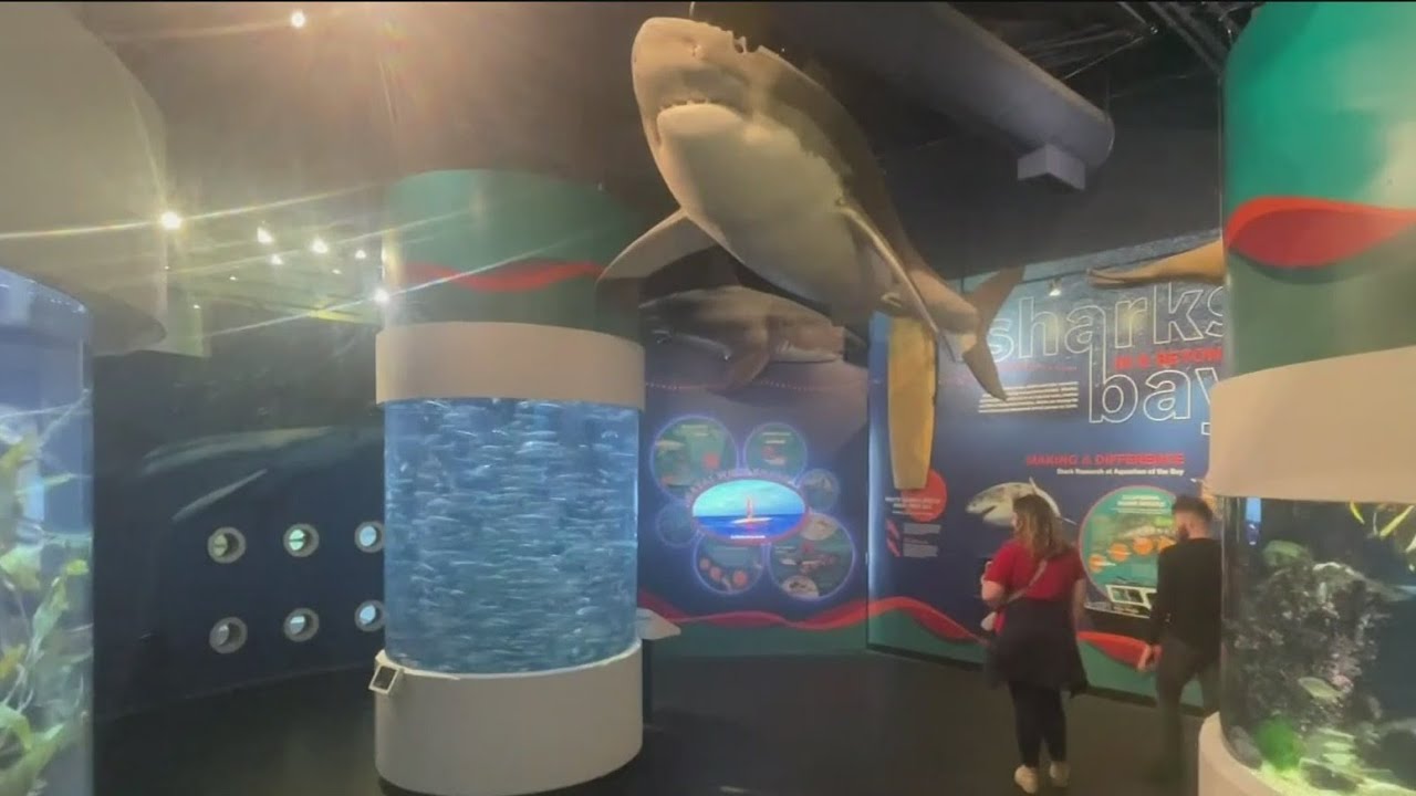 marine conservation efforts high
