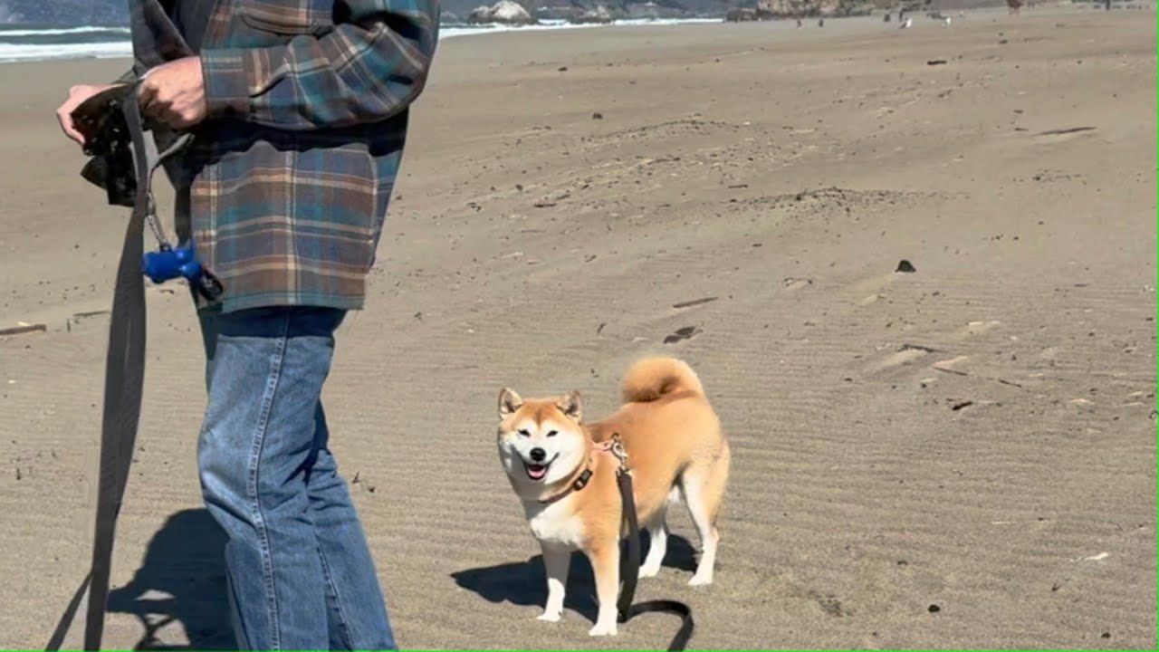 meet sakura and maro at san fran