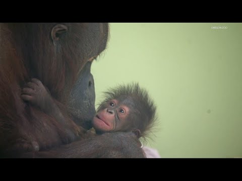 oregon zoos youngest orangutan t