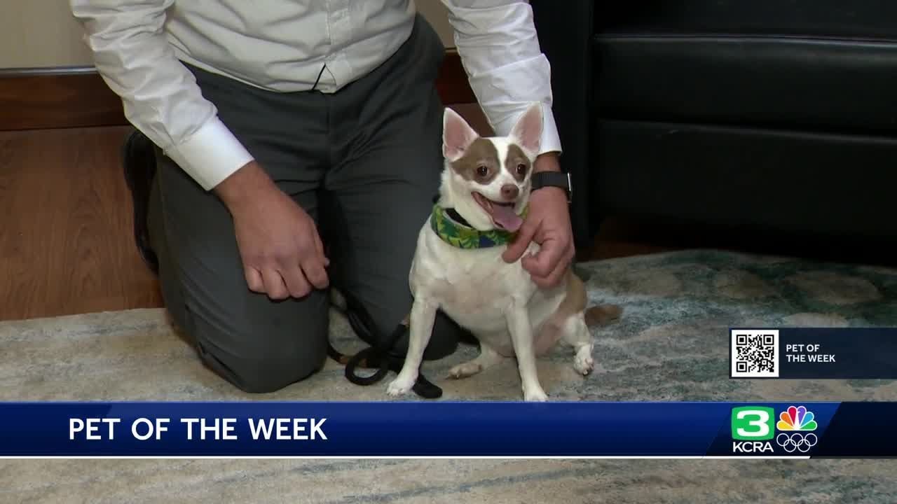 Pet of the Week: Meet Coco 2 pet of the week meet coco