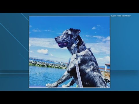 police searching for suspect who
