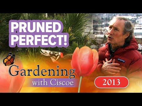 pruned perfect to snip or not to
