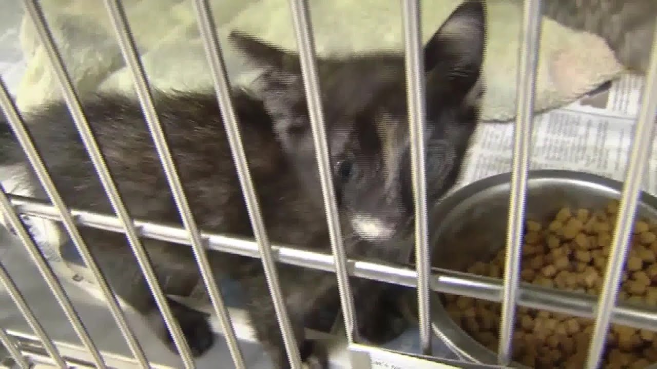 santa barbara humane offers free