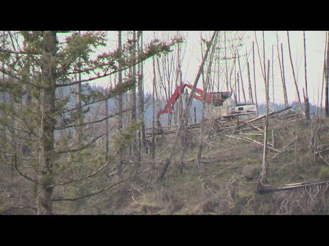 Santiam Canyon restored slightly from devastating fire 2 santiam canyon restored slightly