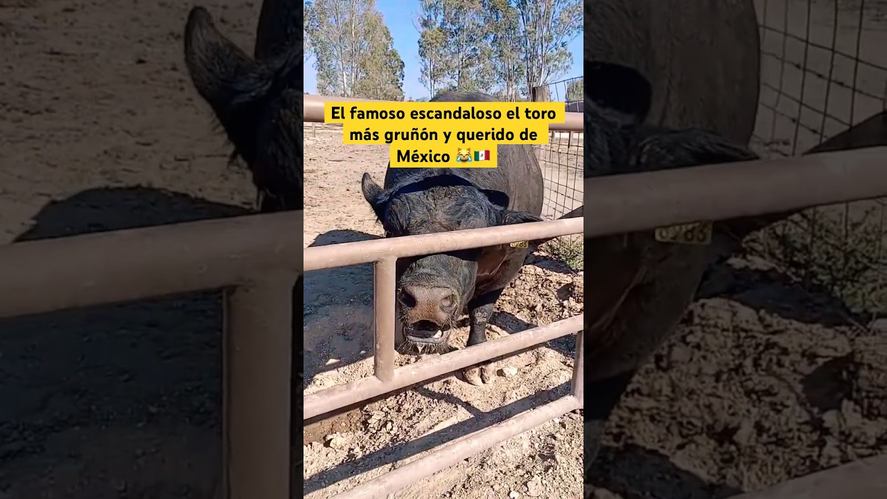 Siempre enojadoš¹ #mexico #viralvideo #news #viral #toros #funny #animals #california #losangeles 1 siempre enojado mexico viralvide