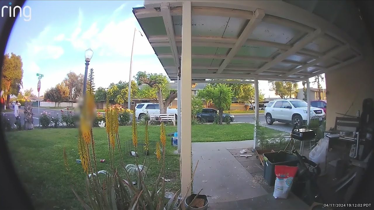 video shows child kick guinea pi