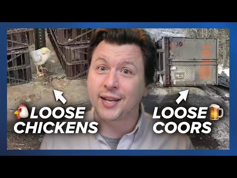 15 Chicken Crates Fall Off Truck, Coors Light Truck Overturns, Oakland Named Worst City To Drive In 2 15 chicken crates fall off truck