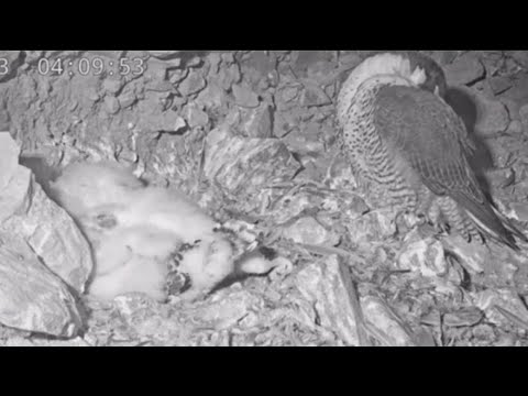 alcatraz launches live bird webc