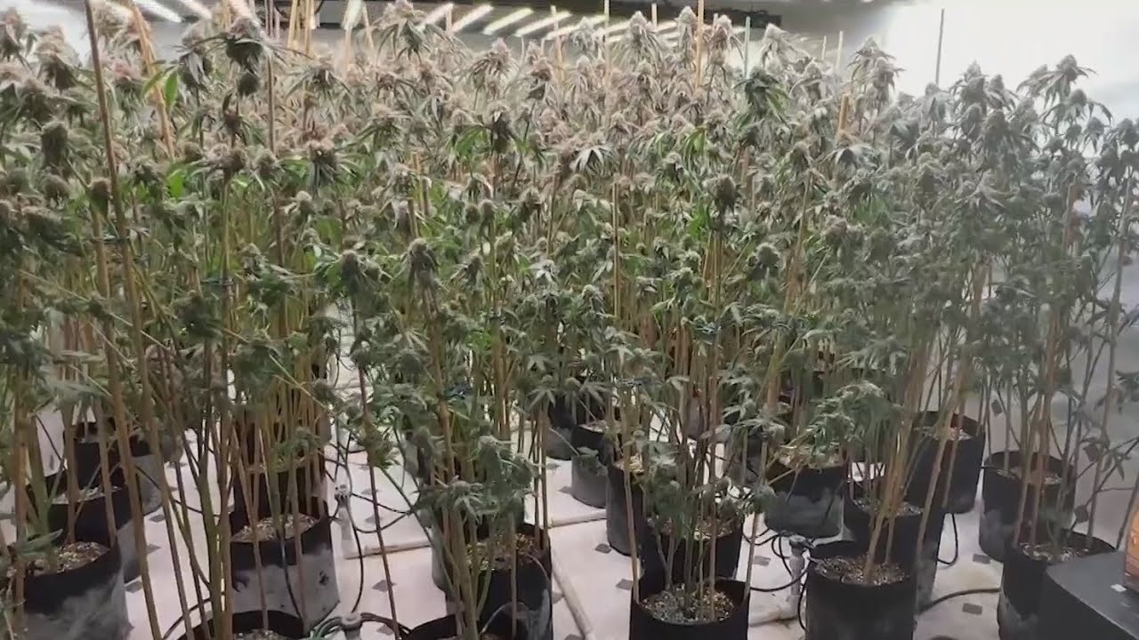 California cracking down on illegal marijuana grows, but dispensaries continue to struggle 2 california cracking down on ille