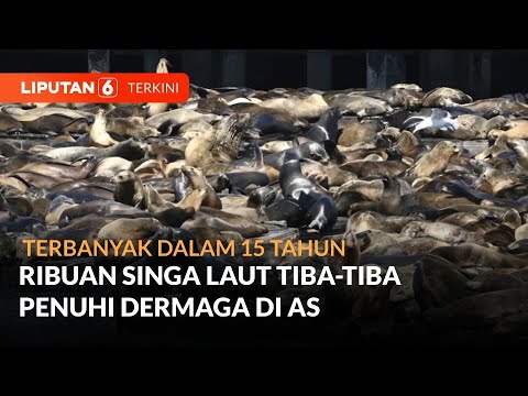 Fenomena Ribuan Singa Laut Tiba-Tiba Penuhi Dermaga 39 San Francisco | Liputan 6 2 fenomena ribuan singa laut tiba