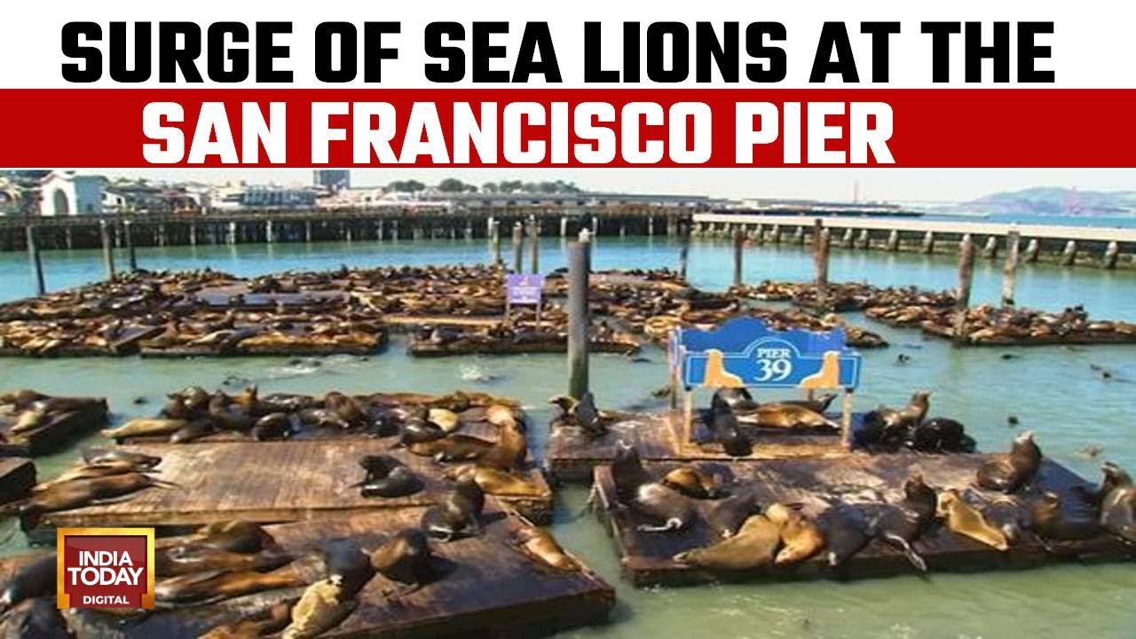 US News: Record Number Of Sea Lions Crash On San Francisco's Pier, Most In 15 Years 2 us news record number of sea lio