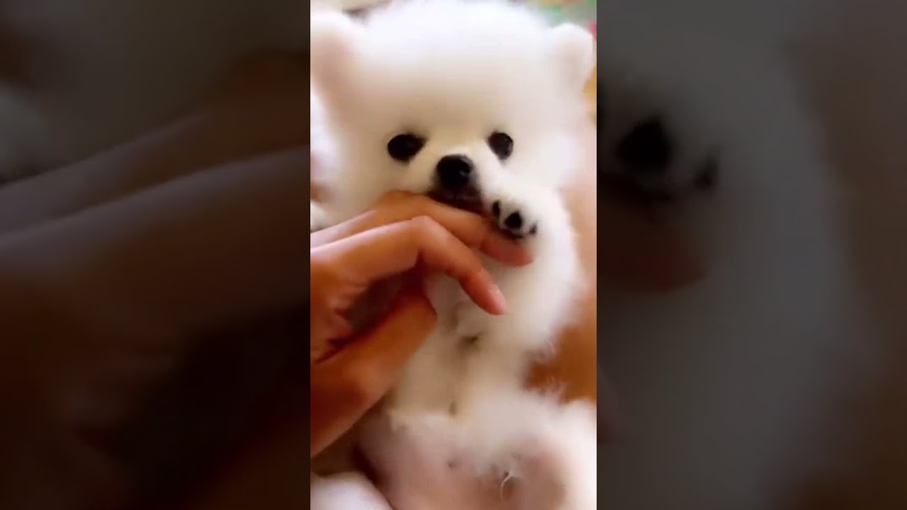korea teacup puppies review a ne