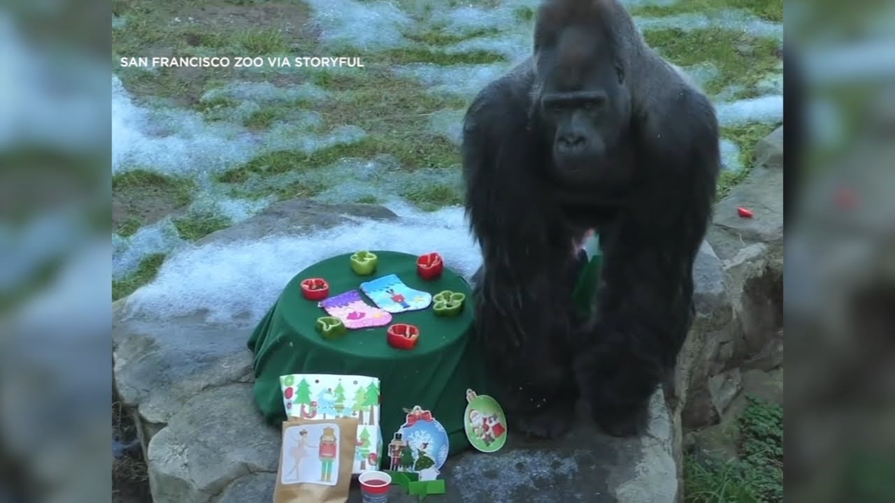 Beloved San Francisco Zoo gorilla Oscar unexpectedly dies at 43: 'We are heartbroken' 2 beloved san francisco zoo gorill