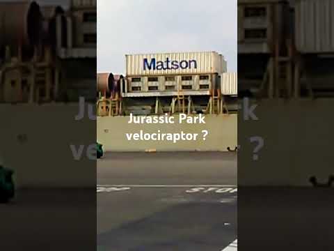 #jurassicpark #comedy#funny#for the boys#livestock#Port of Oakland 1 jurassicpark comedyfunnyfor the