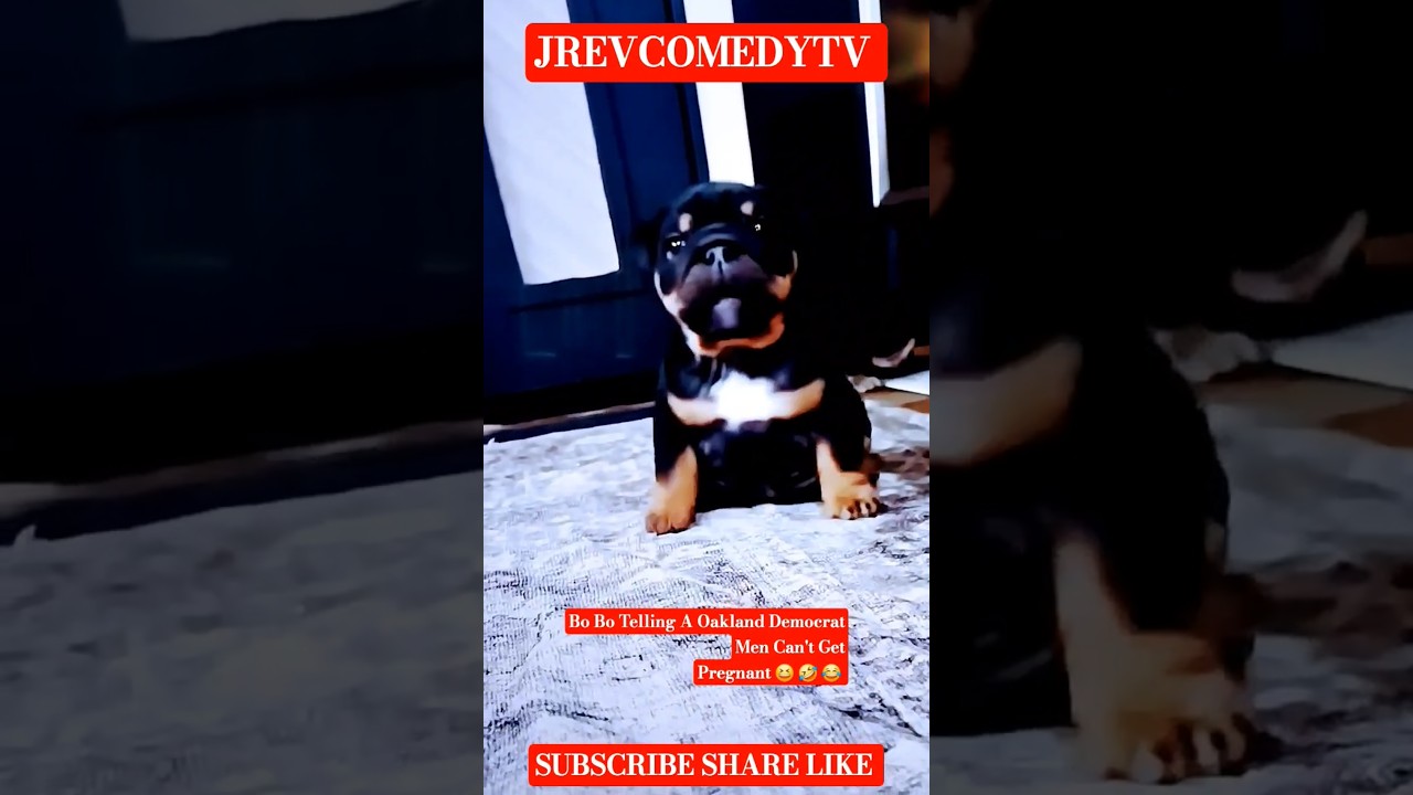 Rotwiller Pup Barks at Oakland, CA Democrat Voter of Mayor Lee Men Can't Get Pregnant! #Comedy #fyp 2 rotwiller pup barks at oakland c