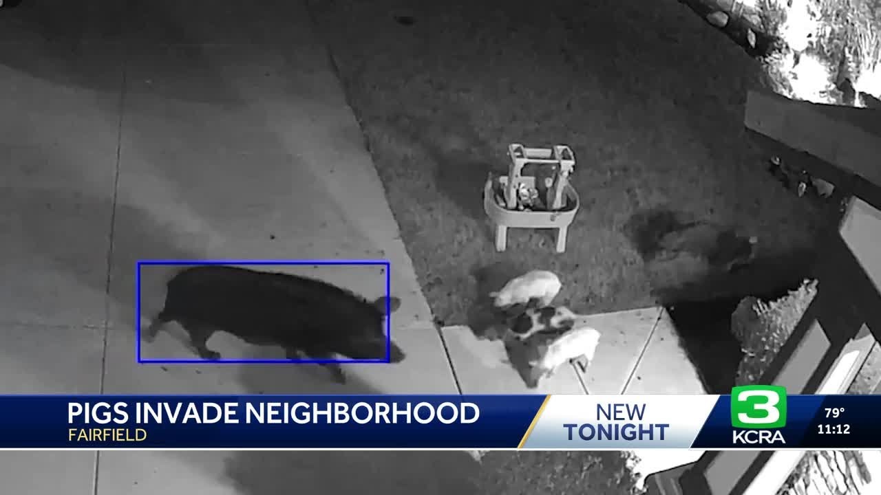'Walking through like they own the place': Pigs tear up yards in Fairfield neighborhood 2 walking through like they own th