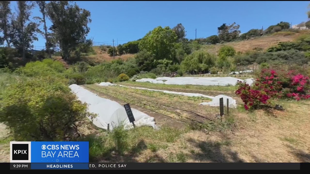 Farm in San Francisco shifts strategy in hopes of keeping afloat amid budget cuts 2 farm in san francisco shifts str