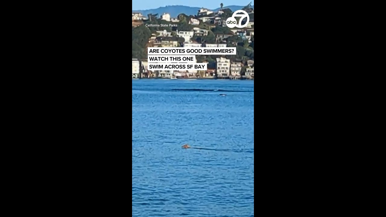 are coyotes good swimmers watch