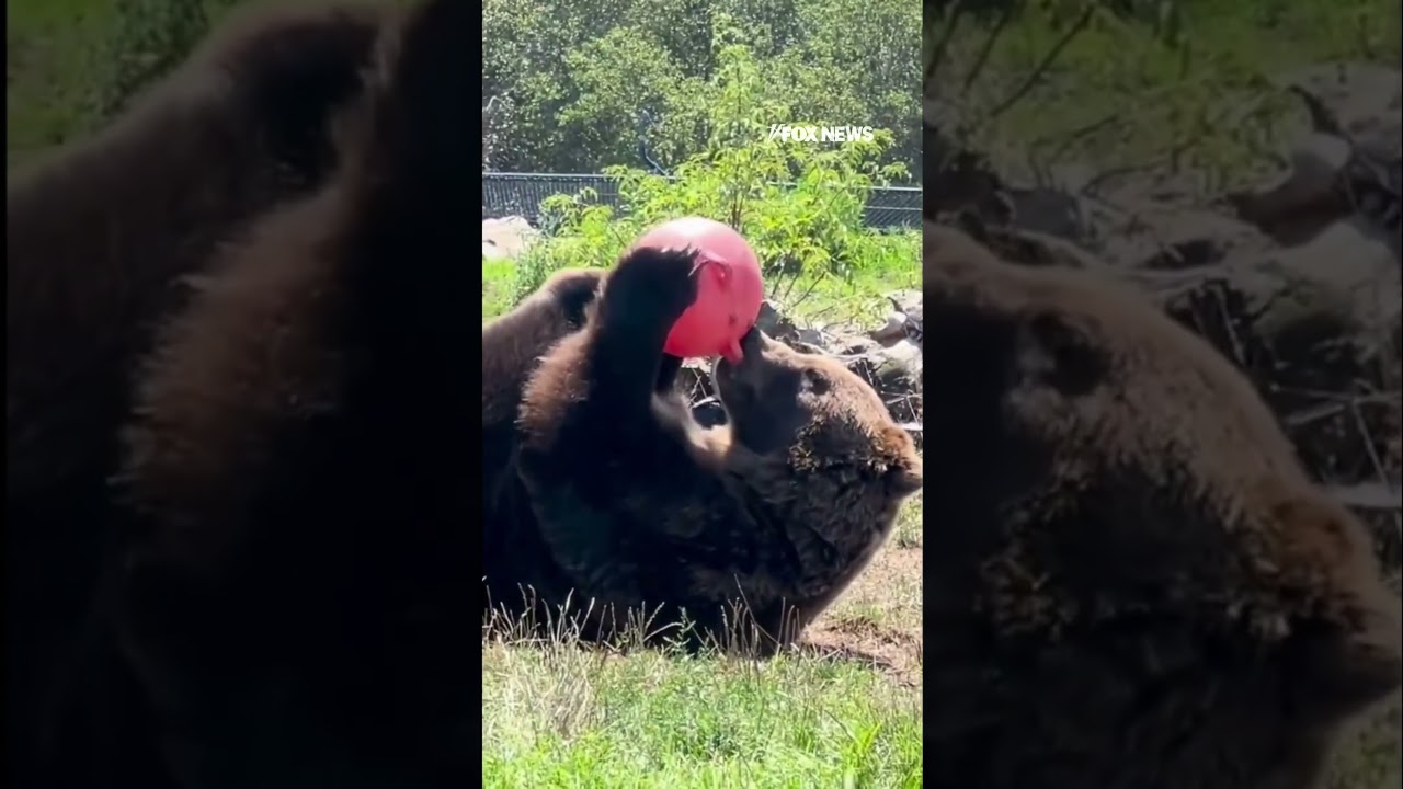 SO CUTE: Watch Oakland Zoo bear enjoy his new toy #shorts #animals #viral #cute #usa #news #cali 2 so cute watch oakland zoo bear e