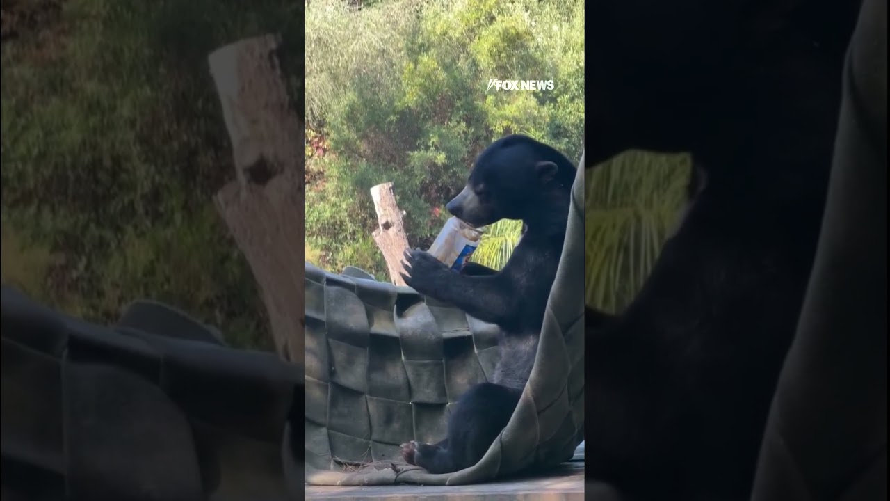 finger lickin good bear licks pe