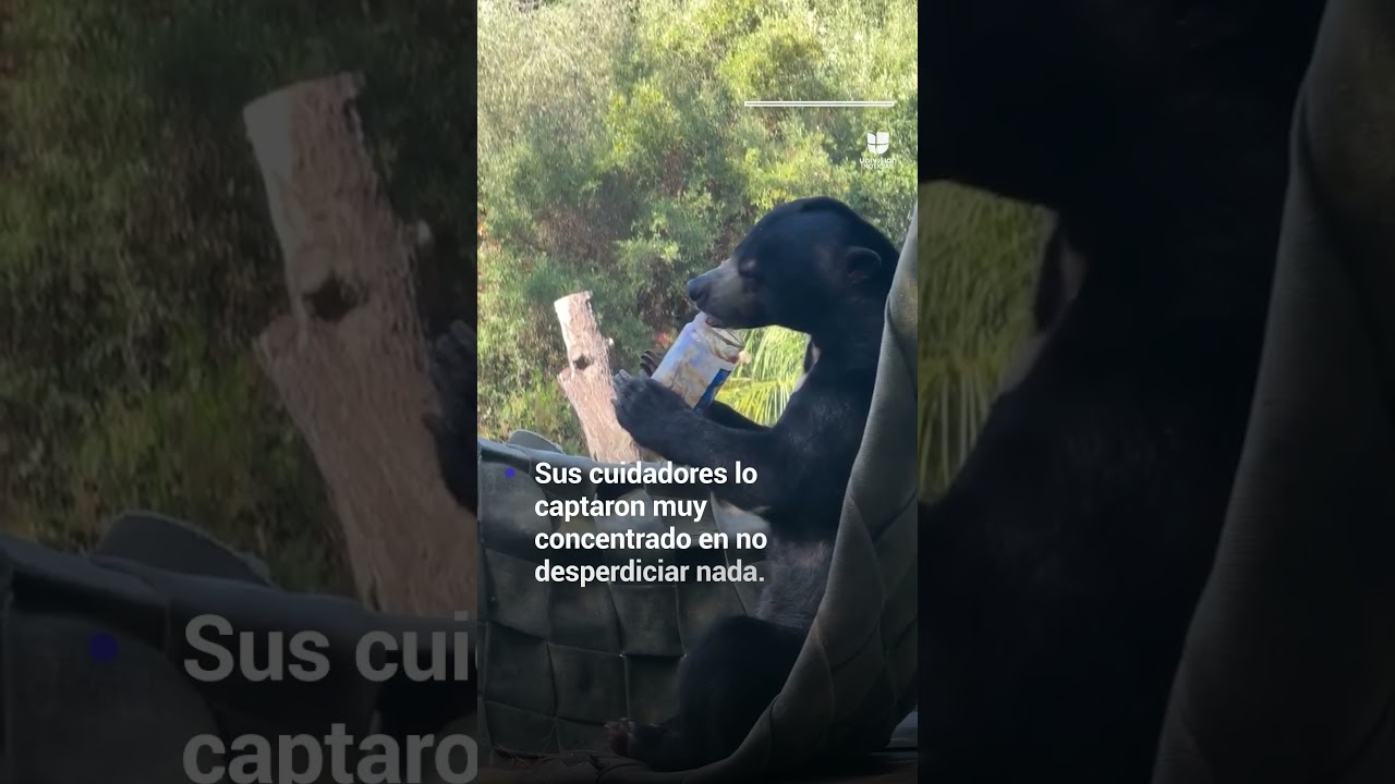 oso disfruta hasta la ultima onz