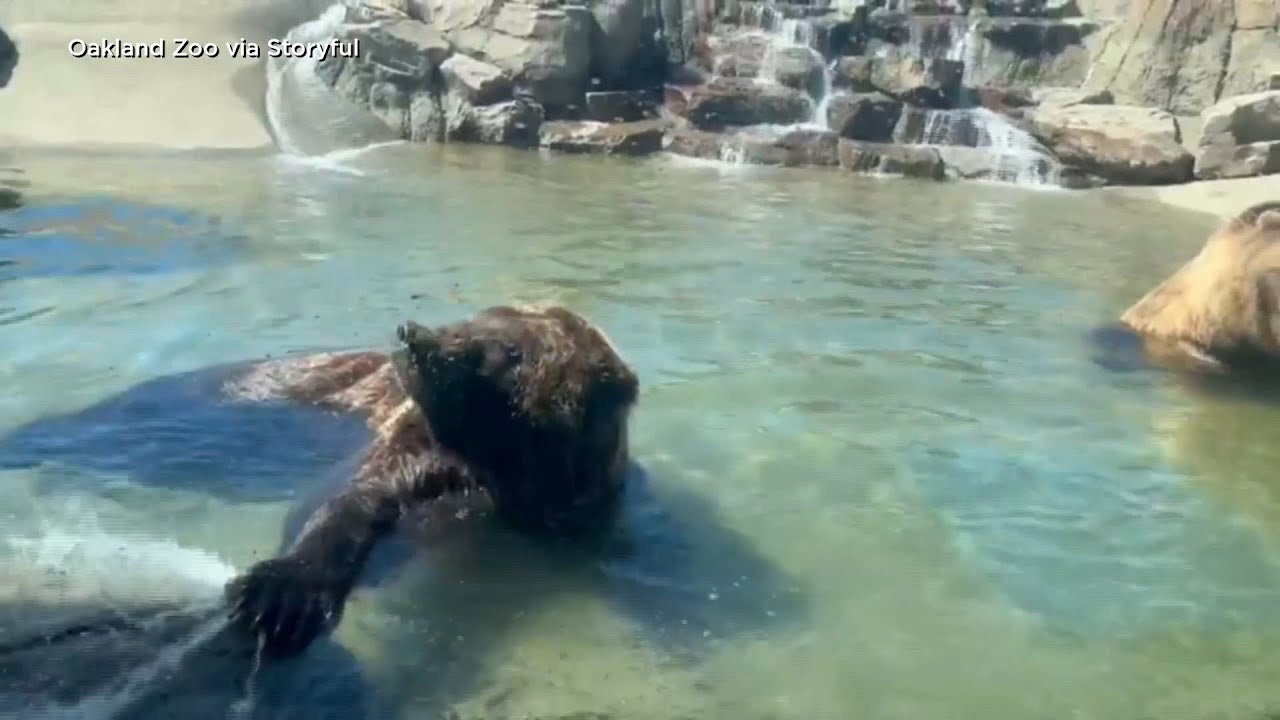 Bear at Oakland Zoo enter ‘torpor’ season 2 bear at oakland zoo enter torpor