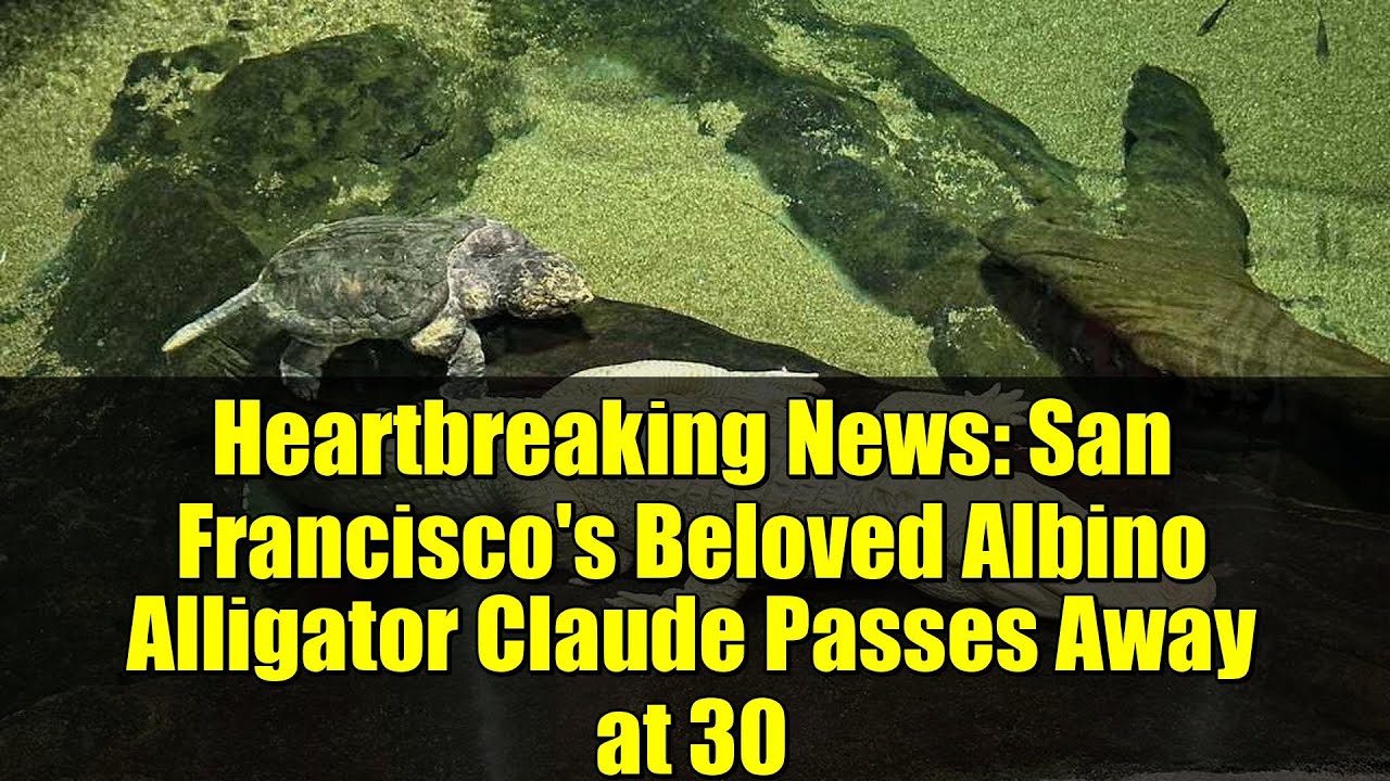 heartbreaking news san francisco