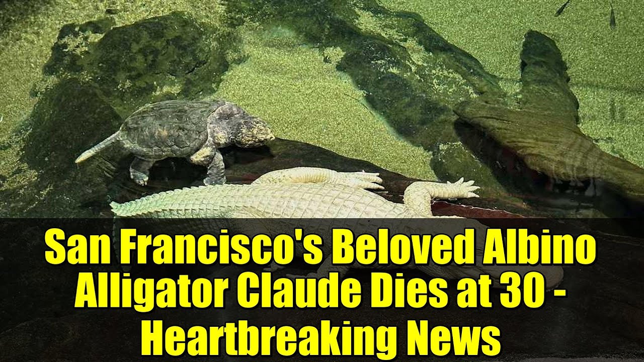 San Francisco's Beloved Albino Alligator Claude Dies at 30 - Heartbreaking News 1 san franciscos beloved albino al