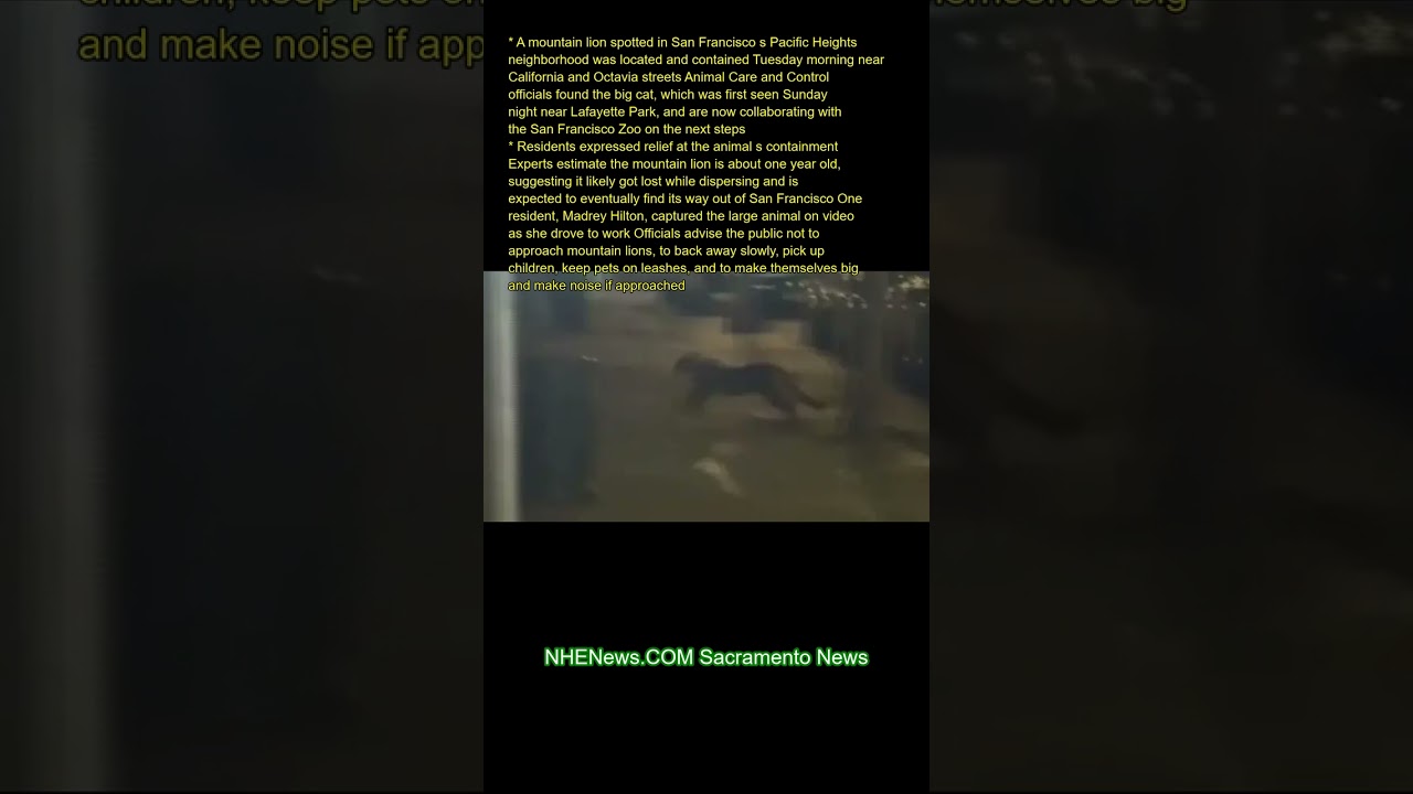 a mountain lion spotted in san f