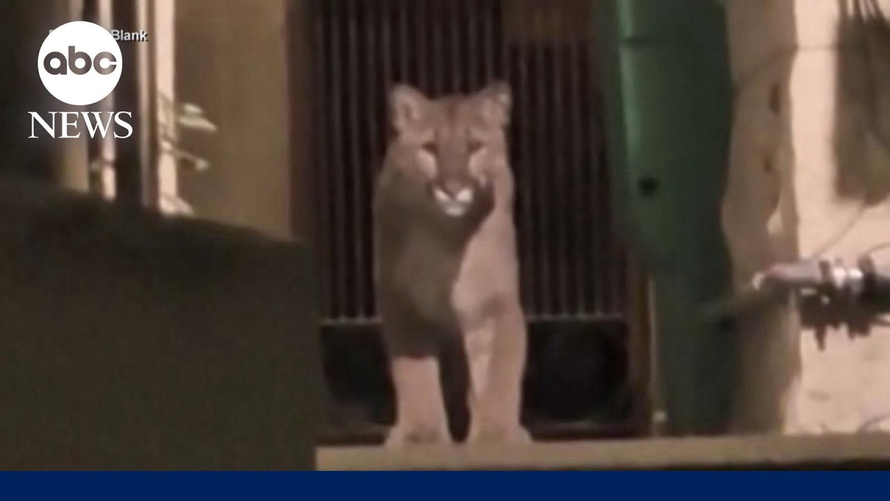 Mountain lion captured after prowling around San Francisco 2 mountain lion captured after pro