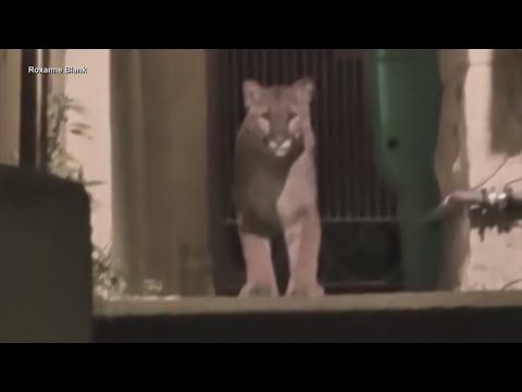 mountain lion spotted several ti