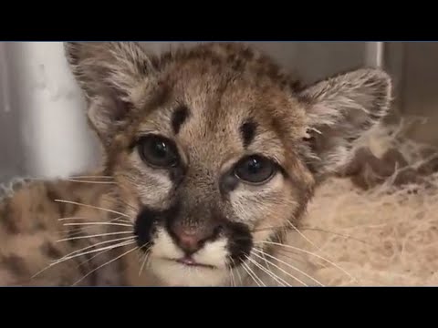 clover the mountain lion cub is