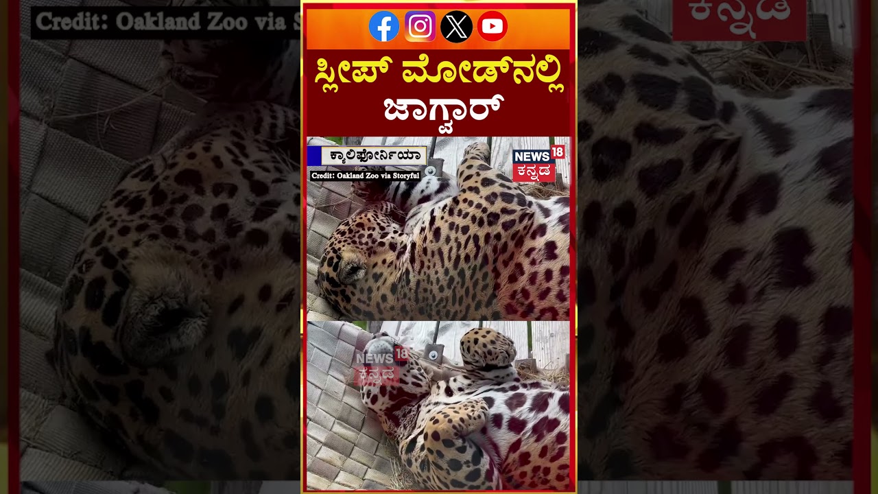 Sleepy Jaguar Lounges at Oakland Zoo | ಝೂನಲ್ಲಿ ಆರಾಮವಾಗಿ ಮಲಗಿದ ಜಾಗ್ವಾರ್ | N18G 2 sleepy jaguar lounges at oakland