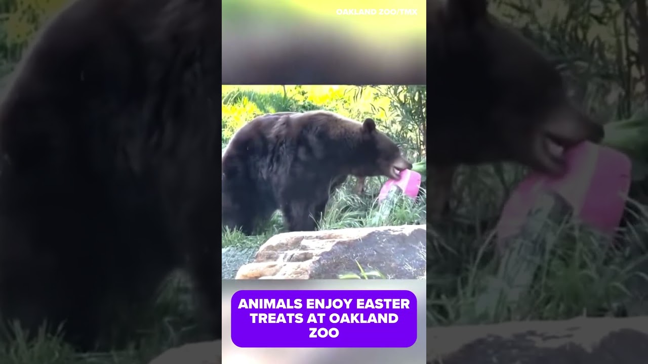animals enjoy easter treats at o