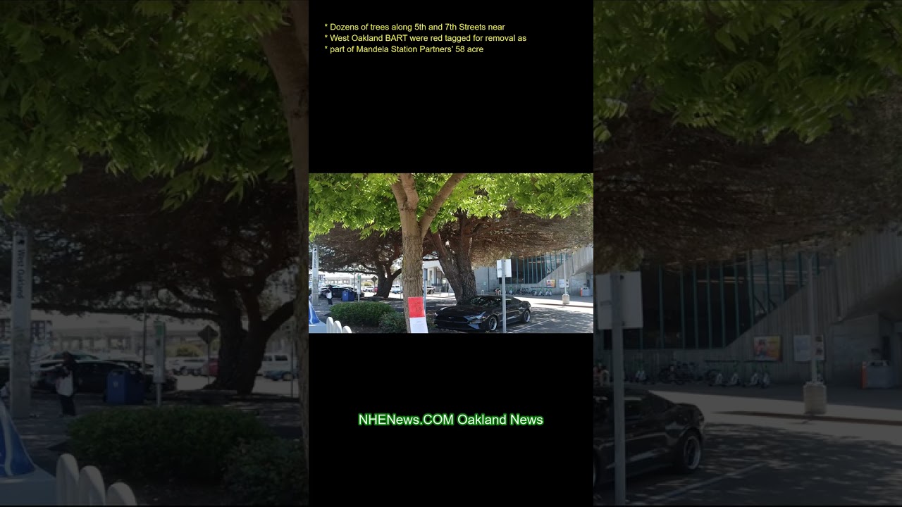 Dozens of trees along 5th and 7th Streets near West Oakland BART were red-tagged for removal as part 2 dozens of trees along 5th and 7t
