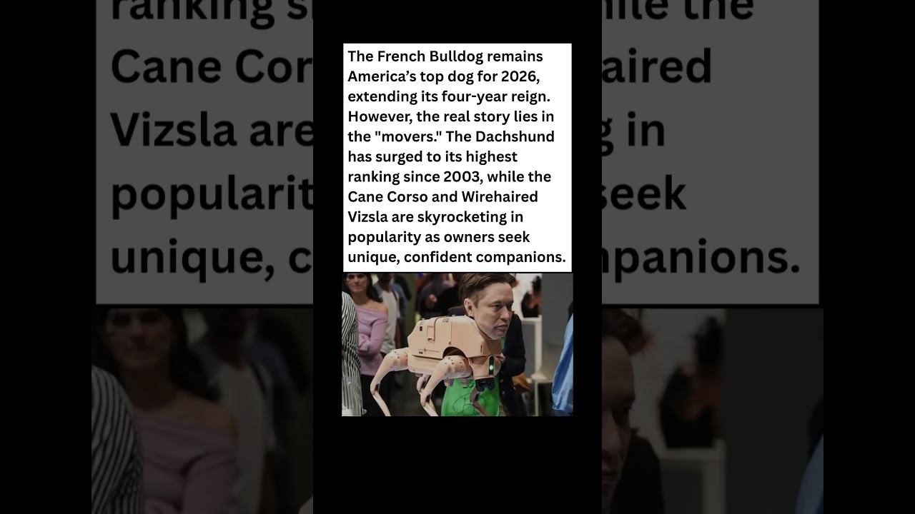 elon musk robot dog spotted in s