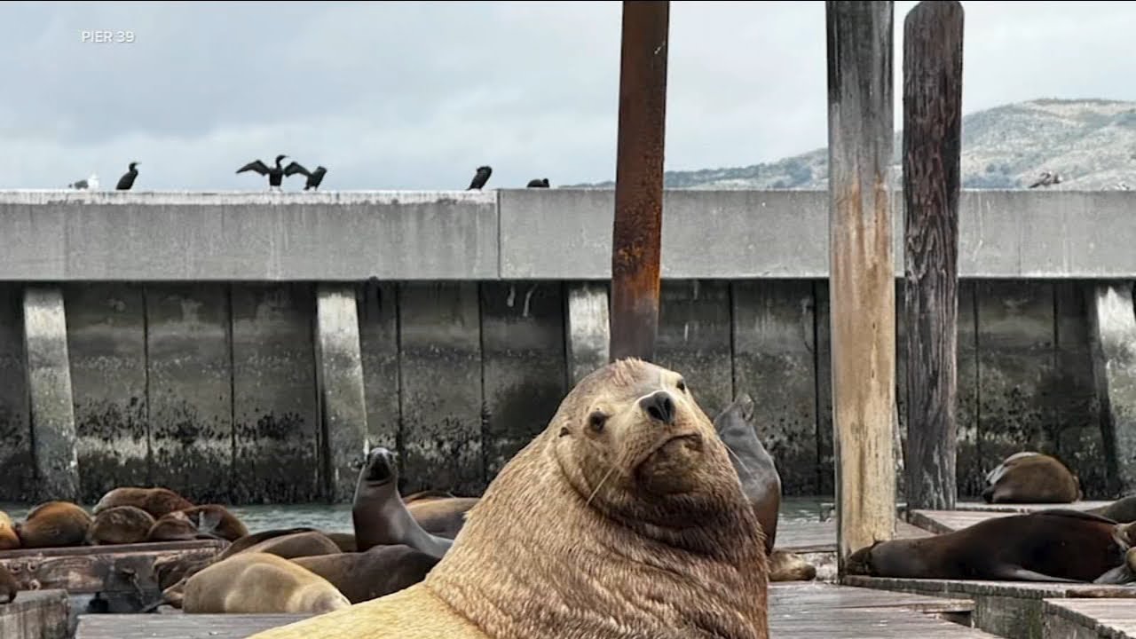 giant steller sea lion chonkers