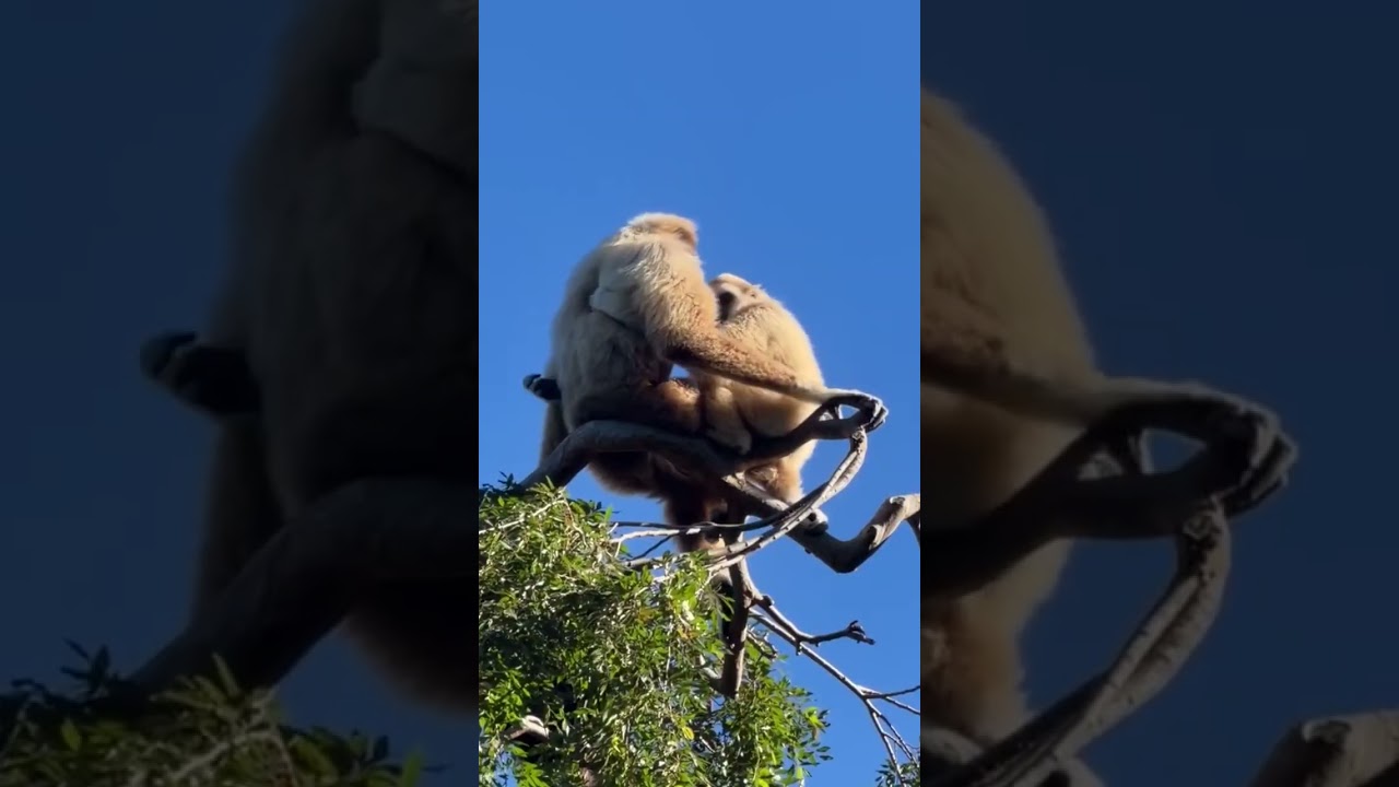 howling gibbons at the oakland z