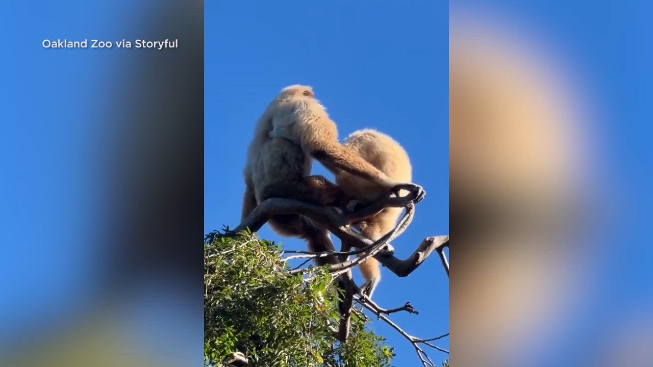 oakland zoo celebrates mei the g