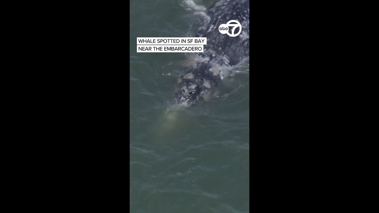 Whale spotted in SF Bay near the Embarcadero 2 whale spotted in sf bay near the